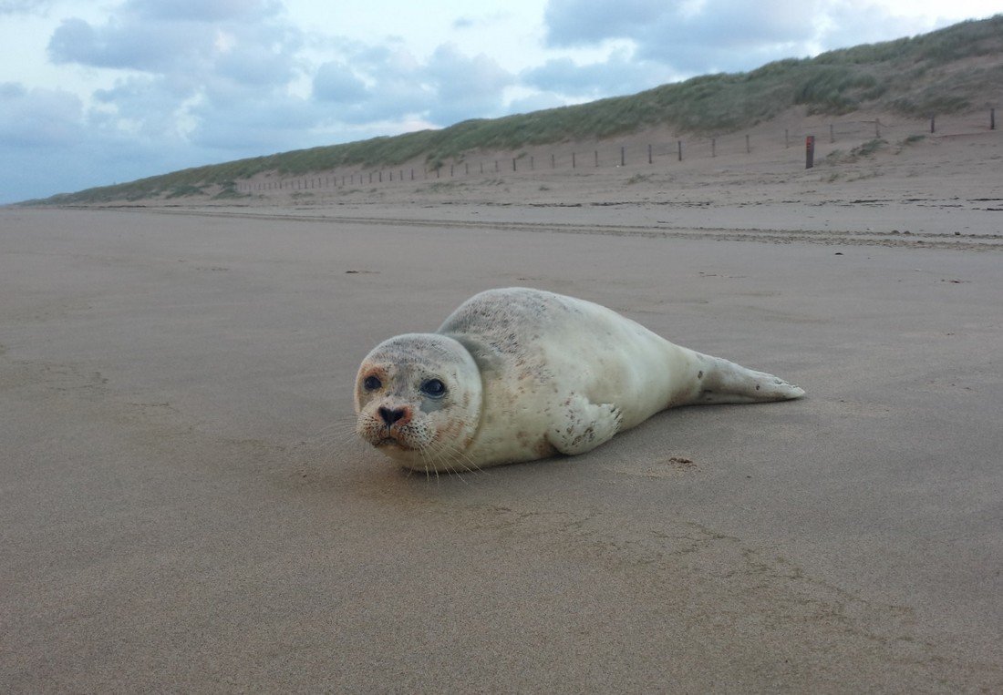 Zieke zeehond Noordwijk